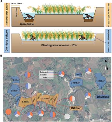 Microbiome analysis reveals microecological advantages of emerging ditchless rice-crayfish co-culture mode